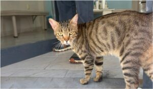 Βρέθηκε αυτός ο γλυκός γατούλης στον Άλιμο