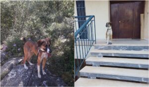 Άλιμος: Η συγκινητική ιστορία του Κάι που έμεινε μόνος στο σπίτι μετά τον θάνατο των ιδιοκτητών του